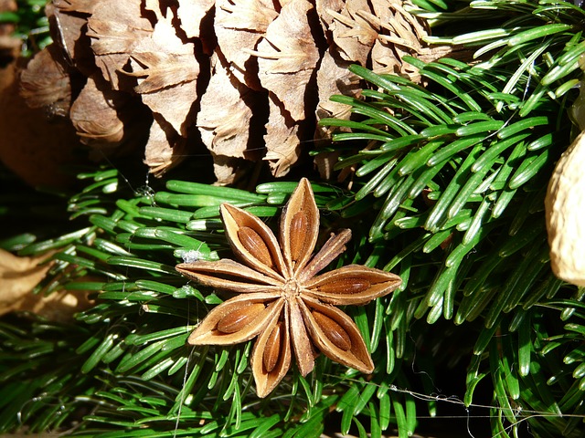 L’anis vert et ses vertus