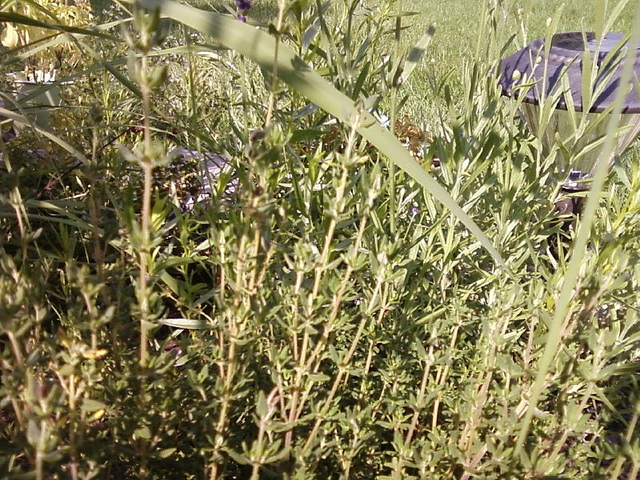 Le thym dans les trucs et astuces