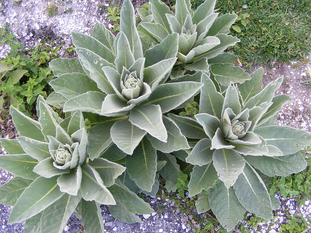 Le bouillon blanc dans les trucs et astuces