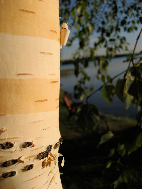 Le bouleau dans les trucs et astuces