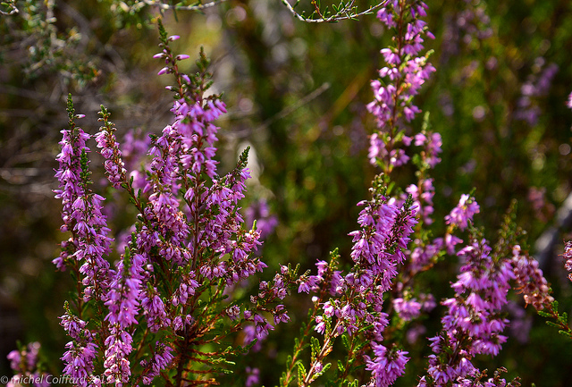 La bruyère dans les trucs et astuces