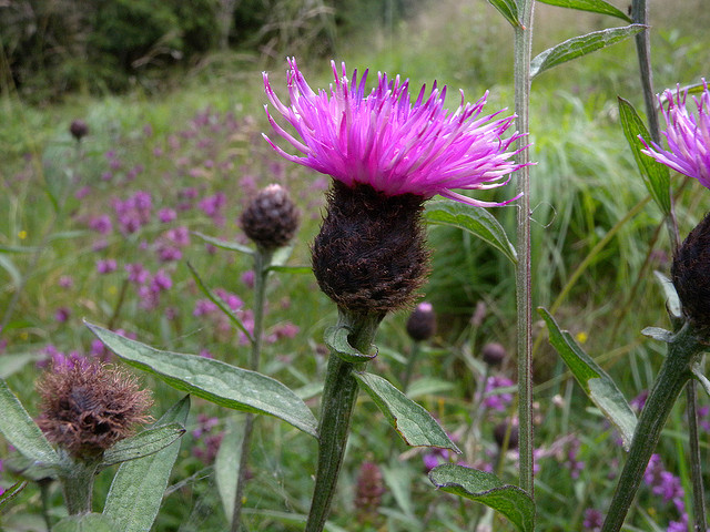 La centaurée dans les trucs et astuces