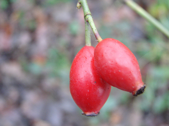 Le cynorrhodon dans les trucs et astuces