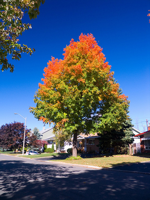 L'érable dans les trucs et astuces