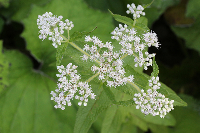 L'eupatoire dans les trucs et astuces