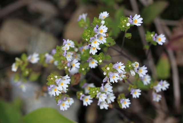 L'euphraise dans les trucs et astuces