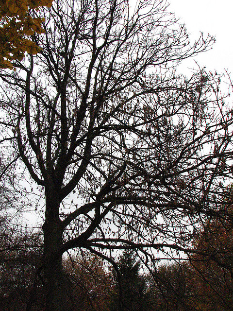 Le frêne dans les trucs et astuces