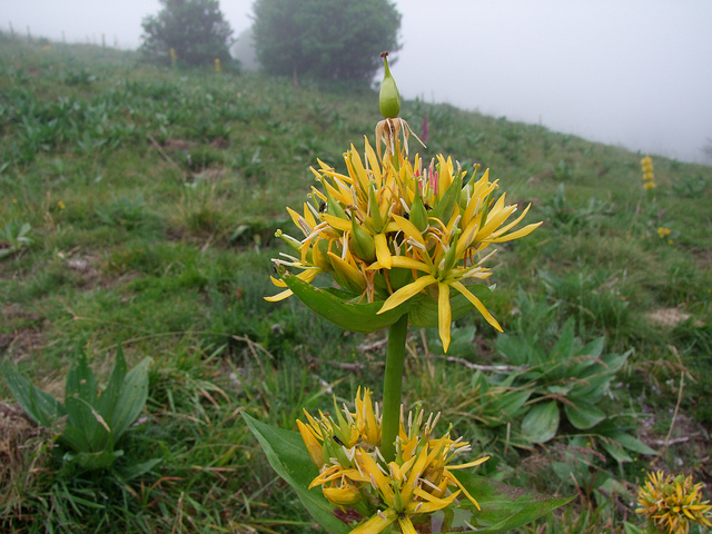 La gentiane jaune dans les trucs et astuces 