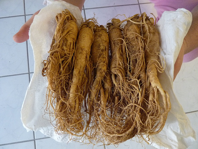 Le ginseng dans les trucs et astuces
