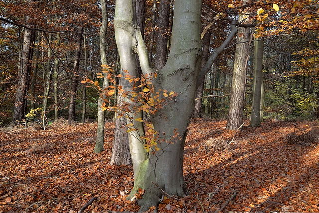 Le hêtre dans les trucs et astuces