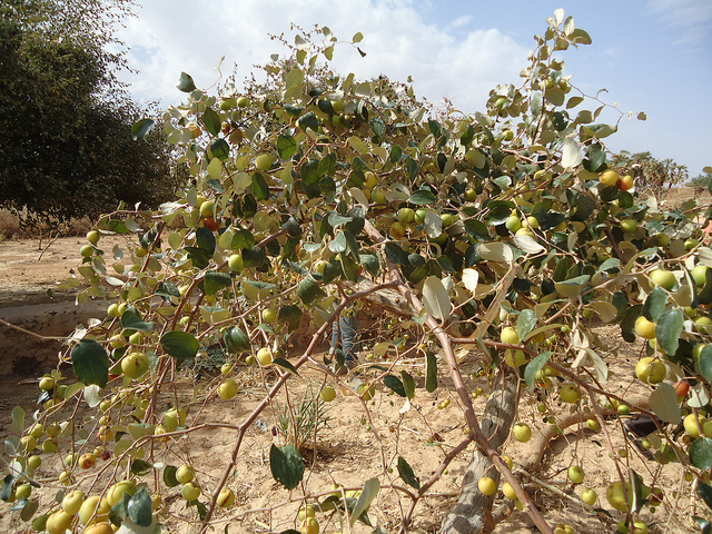 Le jujubier dans les trucs et astuces