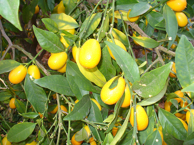 Le kumquat dans les trucs et astuces