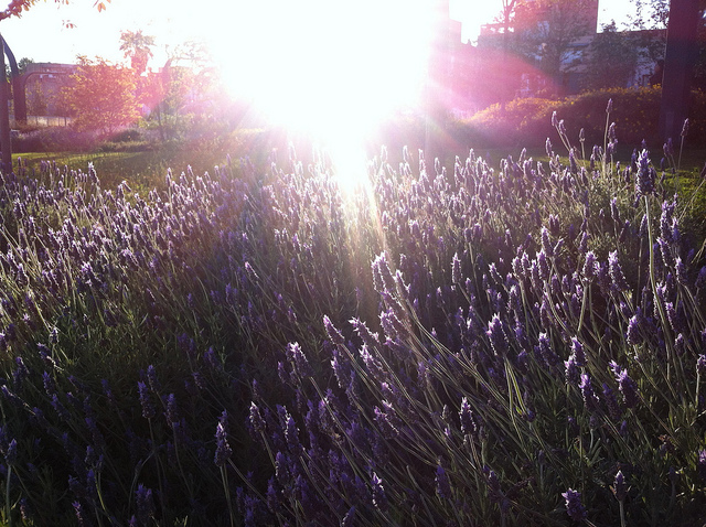 Les bains à la lavande contre le stress dans les trucs et astuces