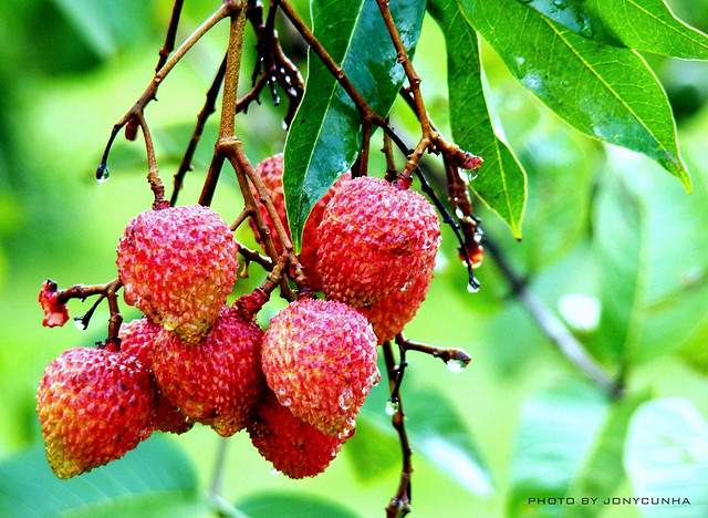 Le litchi dans les trucs et astuces