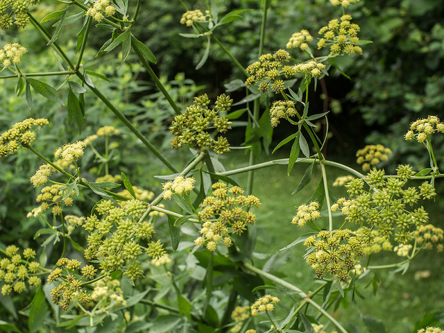 La livèche dans les trucs et astuces