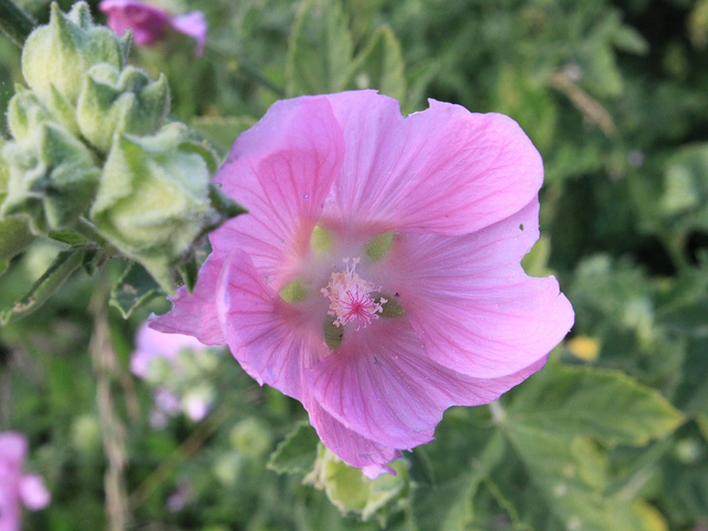 La mauve dans les trucs et astuces