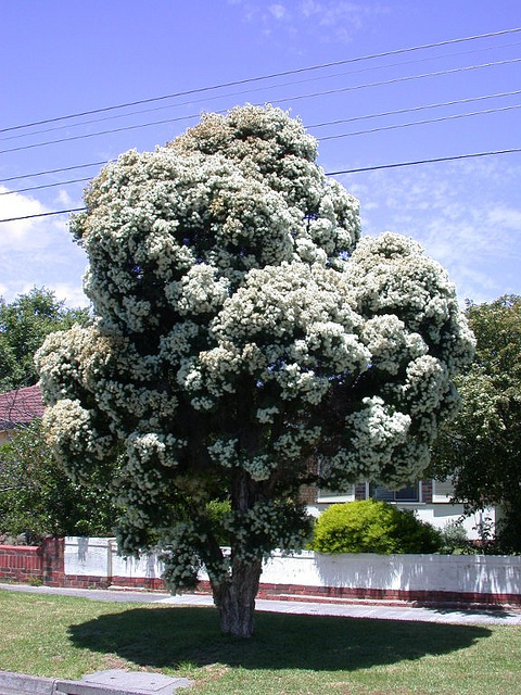 Le niaouli dans les trucs et astuces