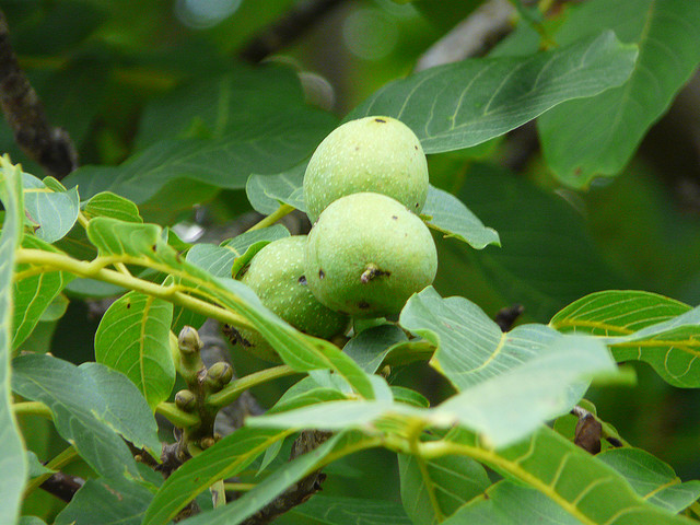 Le noyer dans les trucs et astuces