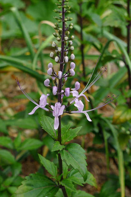 L'orthosiphon dans les trucs et astuces