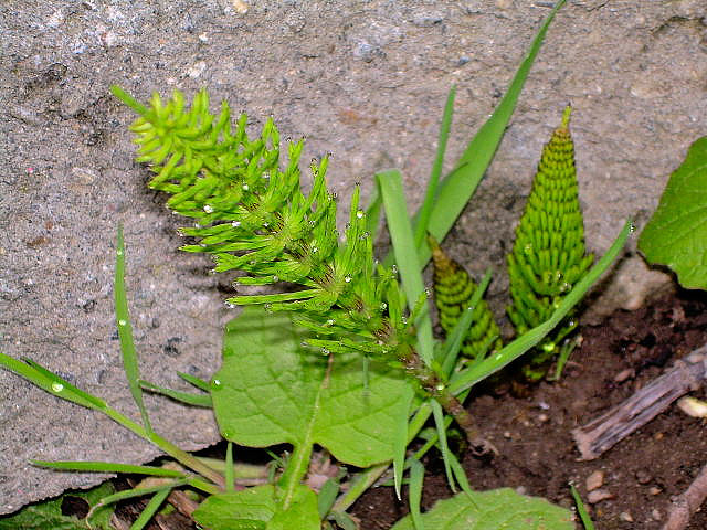 La prêle dans les trucs et astuces