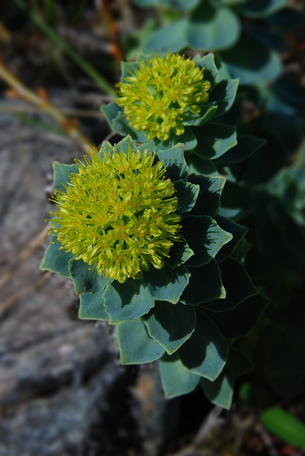 La rhodiola dans les trucs et astuces
