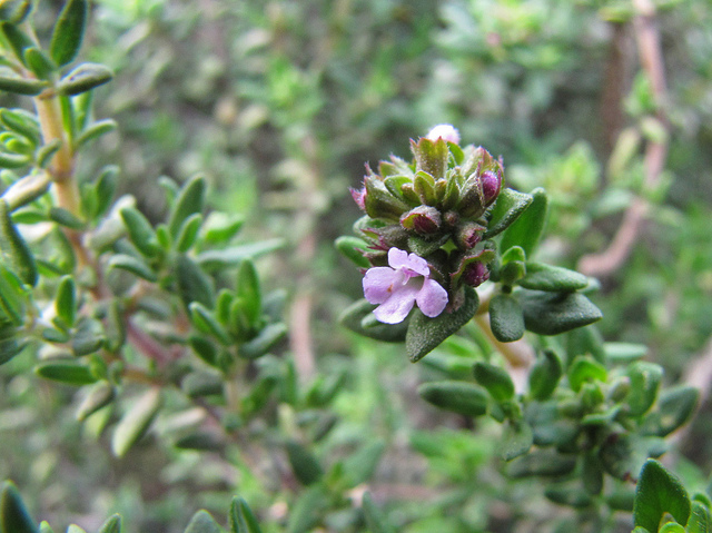 Le serpolet dans les trucs et astuces