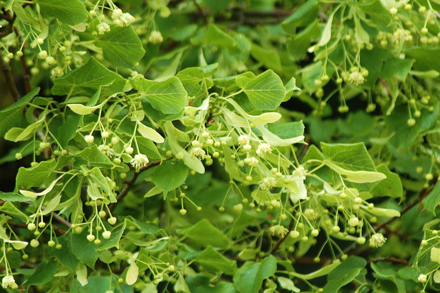 Le tilleul dans les trucs et astuces