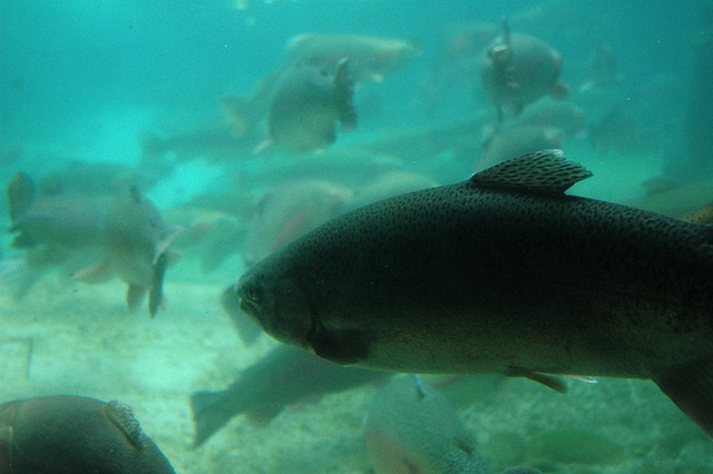 La truite dans les trucs et astuces