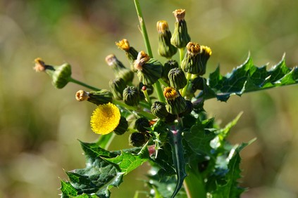 Eliminer les mauvaises herbes