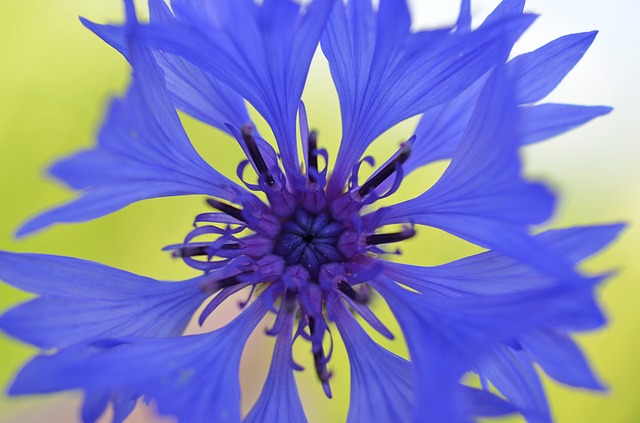 Fleur de Bleuet