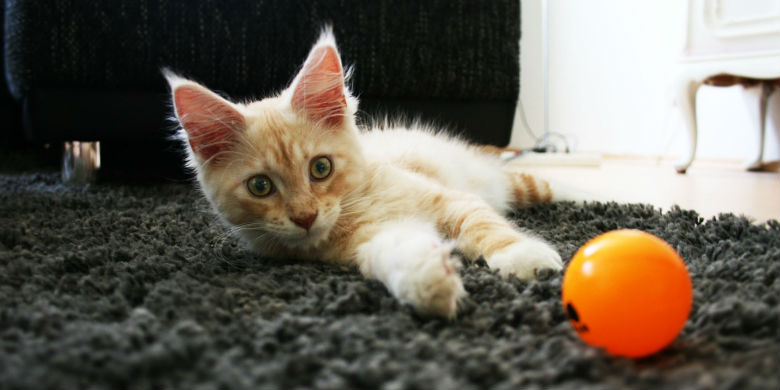 Entretenir la litière du chat