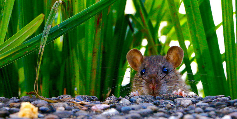 Faire fuir les souris