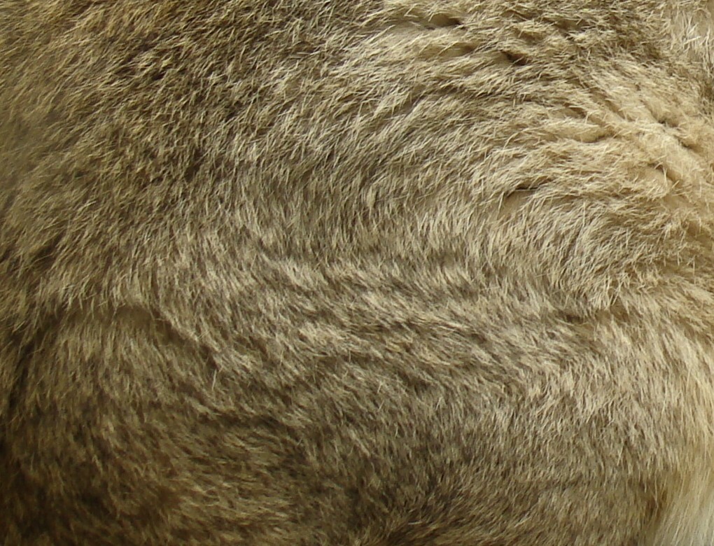 Nettoyer sa fourrure