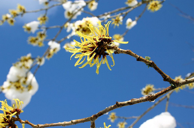 L'hamamélis dans les trucs et astuces