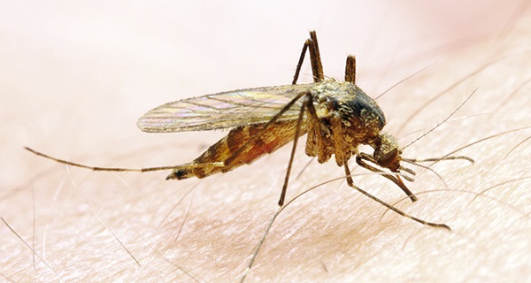 Soulager les piqûres de moustique