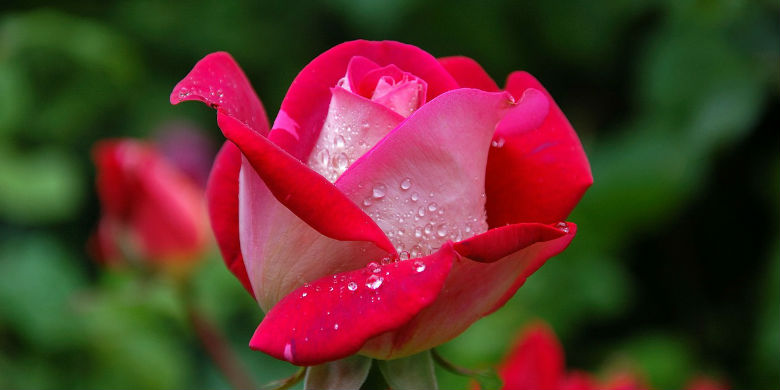 Savoir quand planter un rosier