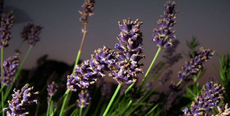 traiter poux naturellement