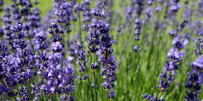 utiliser infusions pour mieux dormir